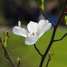 Colourfull Flowers, Magnolia kobus, White