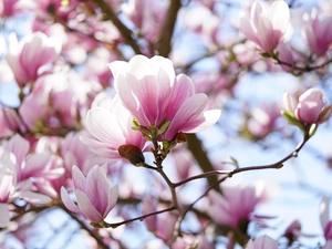 Pink-White, Magnolia, Twigs, Flowers