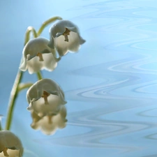 lily of the Valley, White, Flowers, The May