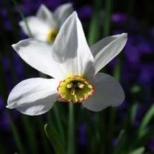 white narcissus