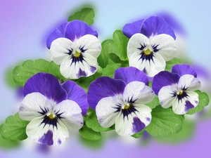 pansies, Flowers, Purple-White