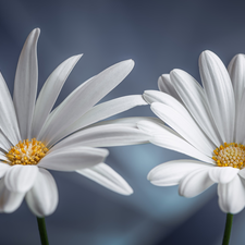 African Daisies, rapprochement, White, Flowers, Two cars