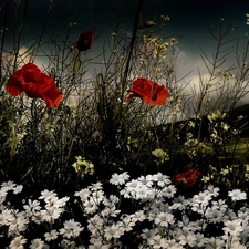 papavers, Flowers, Alpine Cerastium, Red, Field, White, clouds