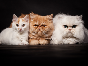Three, Exotic Shorthair, White Persian Cat, cats