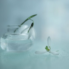 snowdrops, Flowers, vase, White