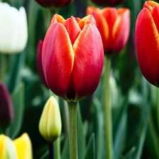 Tulips, Yellow, White, Red