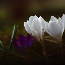 crocuses, Two cars, White