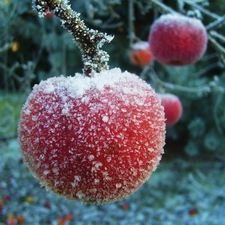 winter, apples, White frost