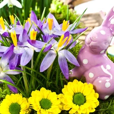 crocuses, Easter, Wild Rabbit