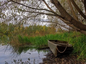 lake, Boat, trees, Willow, rushes, coast