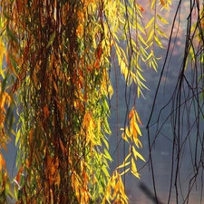 willow, color, Leaf
