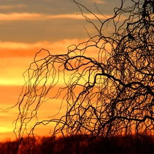 west, Twigs, willow, sun