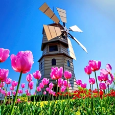 Meadow, Tulips, Windmill, Pink