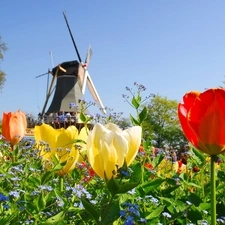 Tulips, Windmill