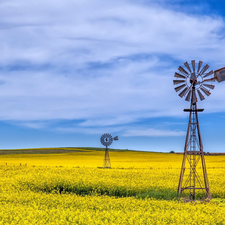 Windmills, field, rape