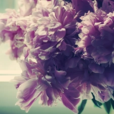 Window, bouquet, Peony