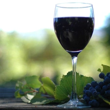 spray, wine glass, Wines, grapes