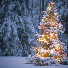 illuminated, forest, winter, christmas tree