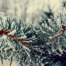 winter, Twigs, Conifers