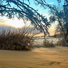 field, viewes, winter, trees