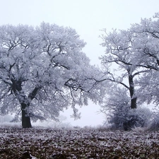 field, viewes, winter, trees