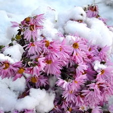 winter, Snowy, Flowers