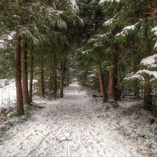 winter, dog, forest