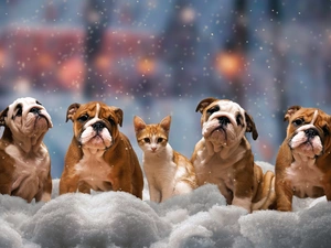 English Bulldogs, four, winter, snow, cat, Dogs