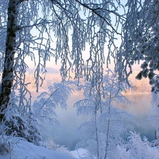 lake, viewes, winter, trees