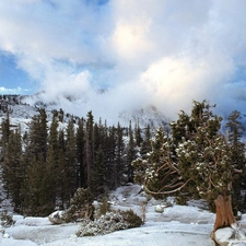 Mountains, clouds, winter, woods