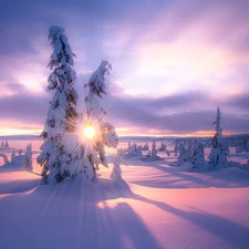 trees, viewes, clouds, Spruces, snow, snowy, winter, rays of the Sun
