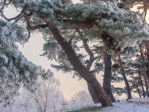 pine, winter, viewes, frosty, trees