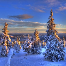 west, Spruces, winter, sun