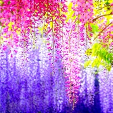 Wisteria Floral