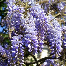 Wisteria, Blue, Flowers