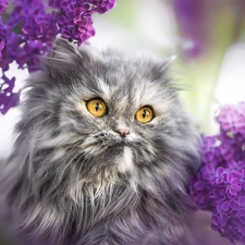 blur, Persian Cat, without