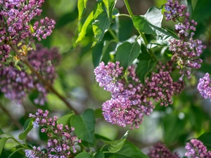 Flowers, Twigs, Leaf, without