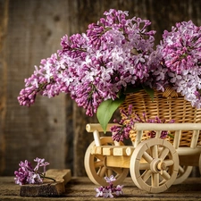 Violet, basket, trolley, without