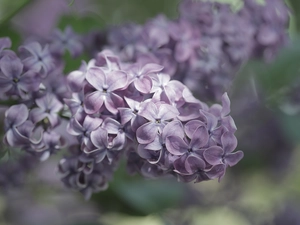 Violet, Flowers, twig, without