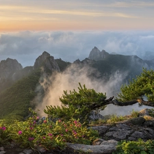 pine, Wolchulsan National Park, Sunrise, rocks, Wolchulsan Mountains, Fog, South Korea