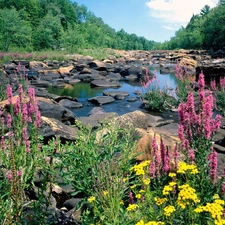 River, Flowers, woods, Stones