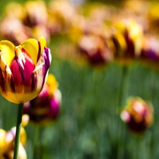 color, purple, Yellow, Tulips