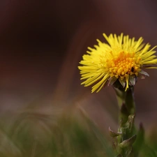 Colourfull Flowers, Common Coltsfoot, Yellow