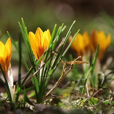 crocus, Yellow