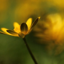 Colourfull Flowers, fig buttercup, Yellow