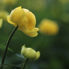 Colourfull Flowers, buttercup, Yellow