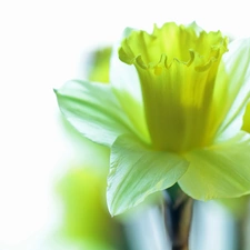 Colourfull Flowers, jonquil, Yellow