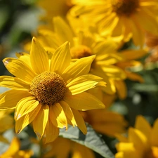 Colourfull Flowers, Rudbeckia, Yellow