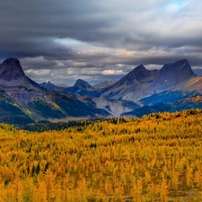 Yellow, Flowers, Mountains, Sky, Field