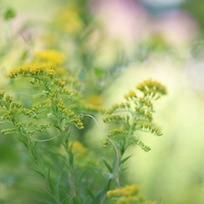 Flowers, European Goldenrod, Yellow